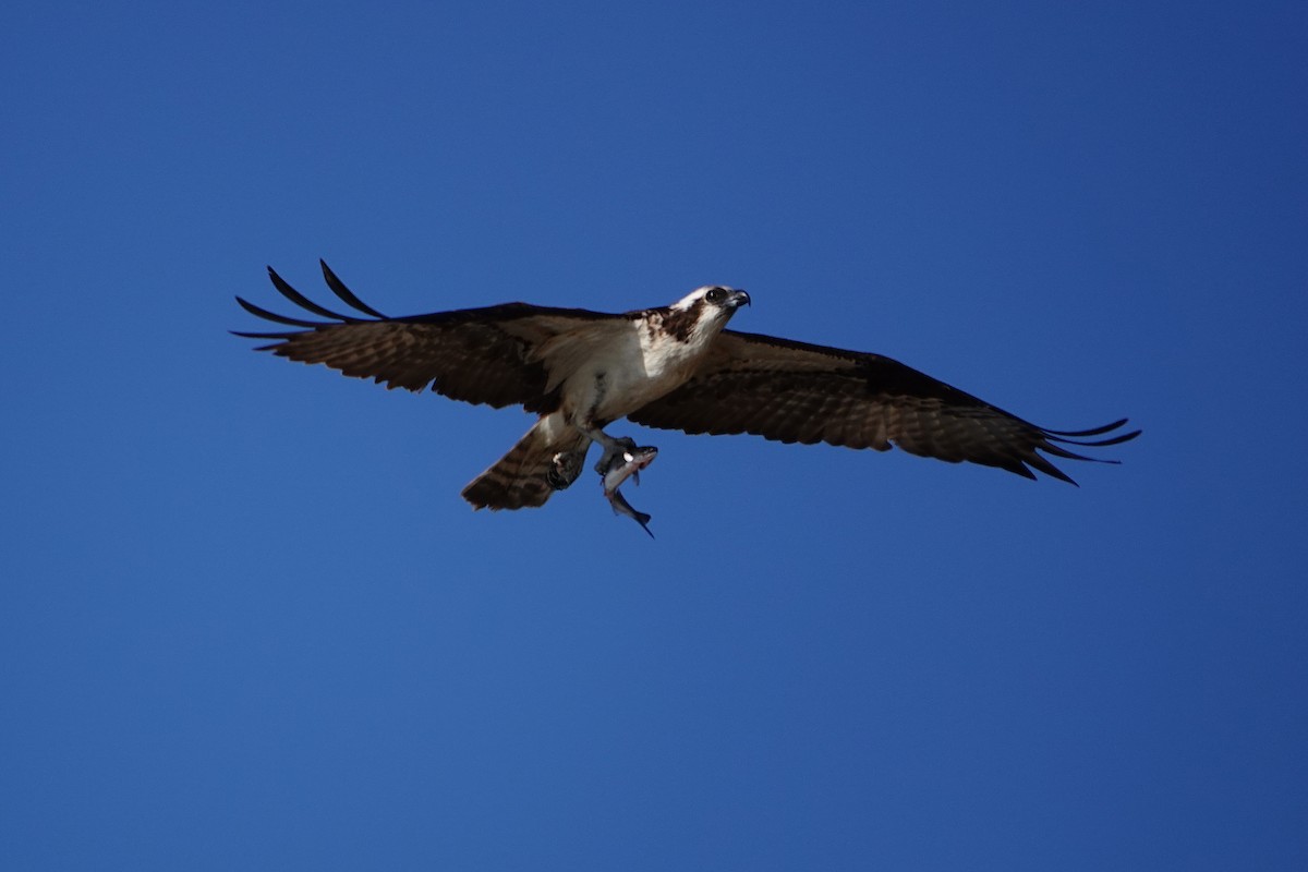 Águila Pescadora - ML473498251