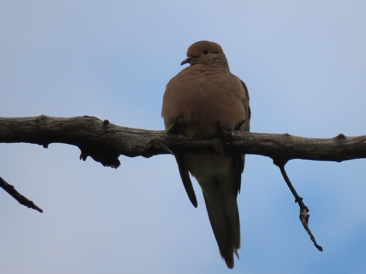 Mourning Dove - ML473499841