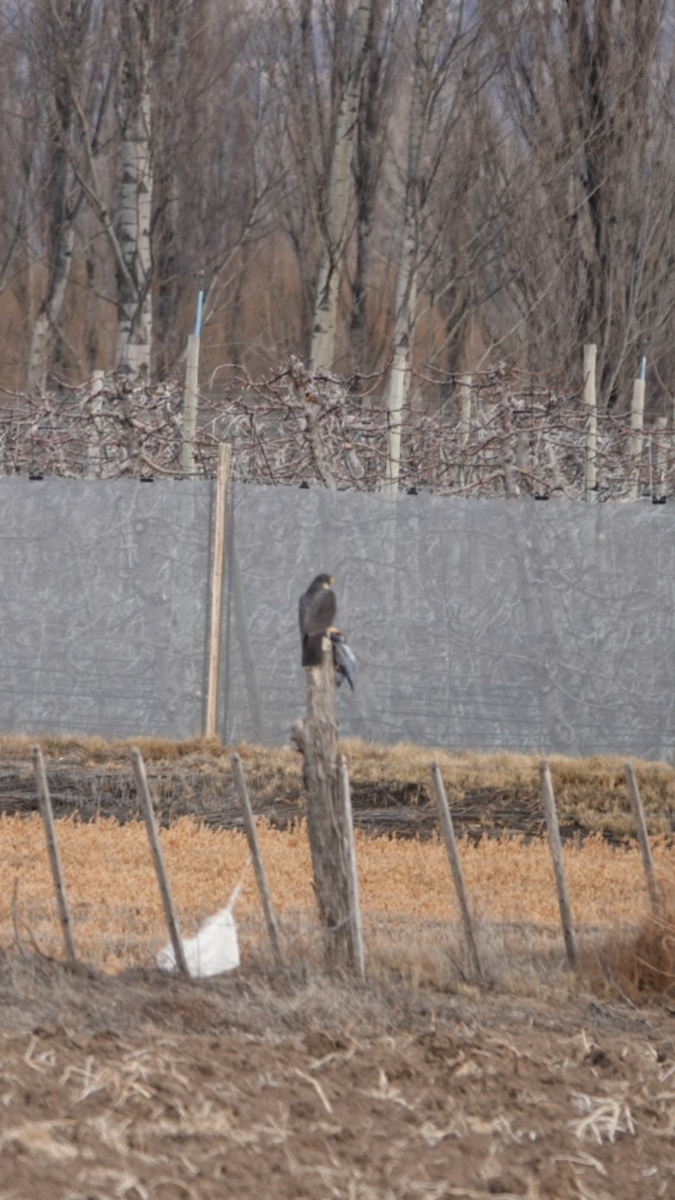 Halcón Peregrino - ML473500751