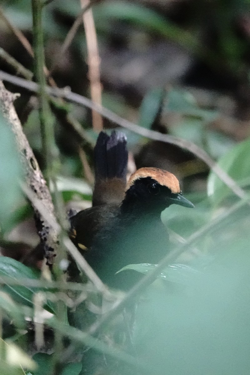 Rufous-capped Antthrush - ML473500931