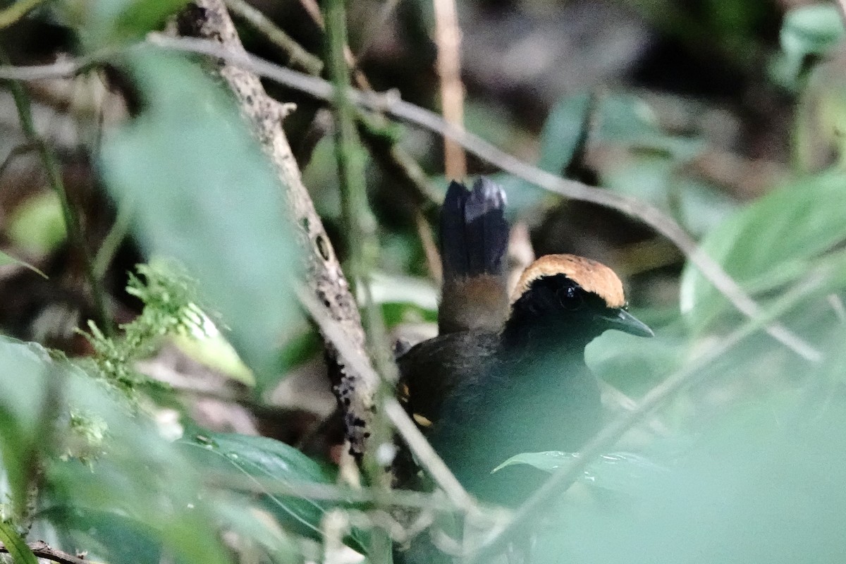 Rufous-capped Antthrush - ML473500951