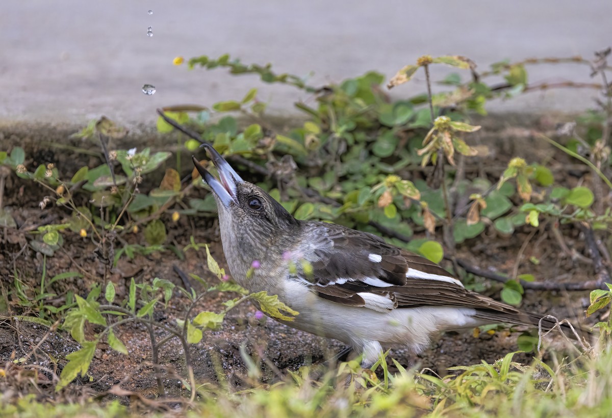 Pied Butcherbird - ML473501241