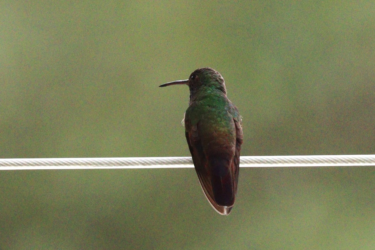 Berylline Hummingbird - ML473501491