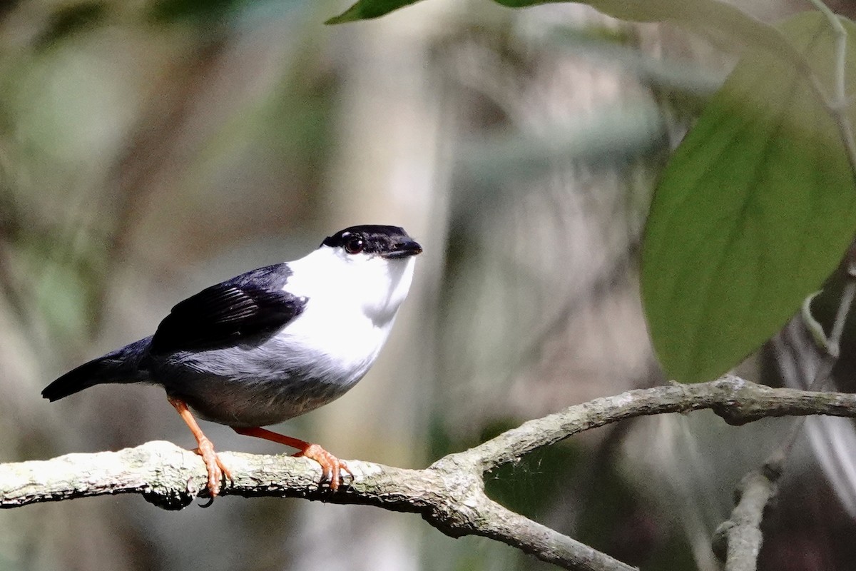 White-bearded Manakin - ML473501531