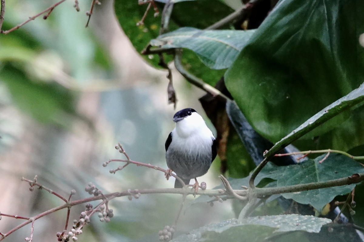 White-bearded Manakin - ML473501551