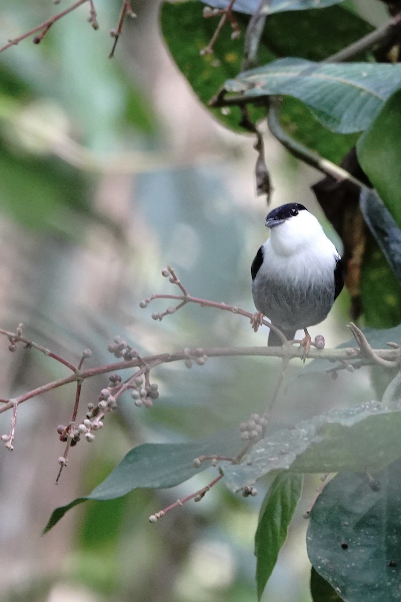 White-bearded Manakin - ML473501571