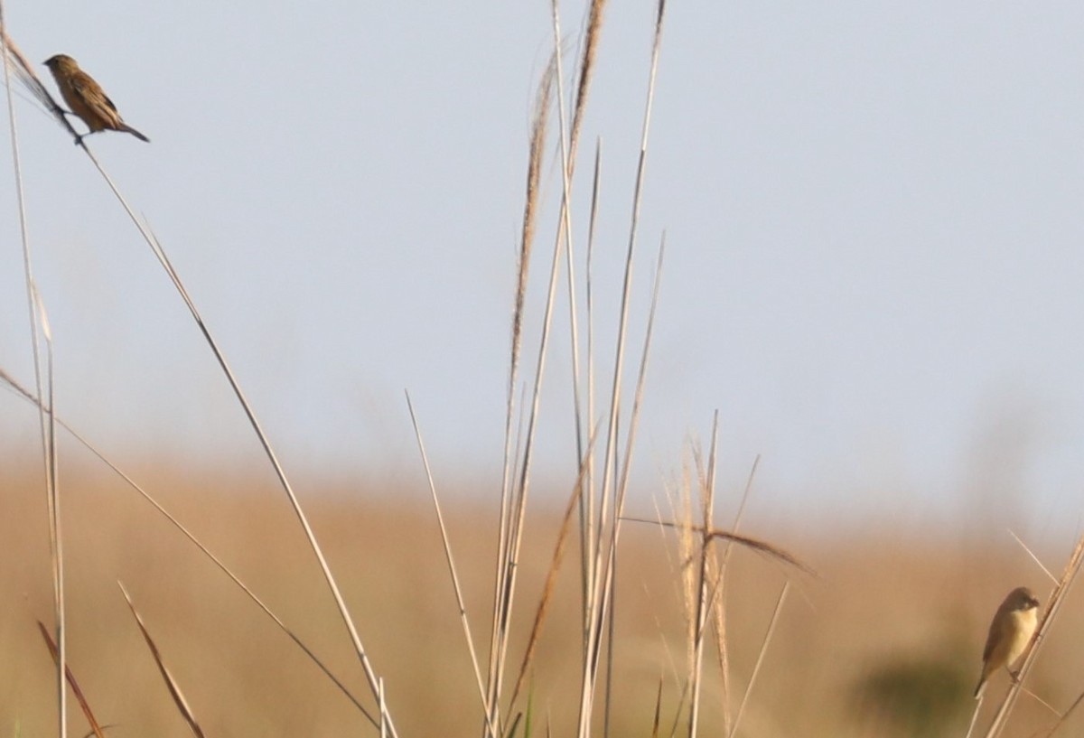 Tawny-bellied Seedeater - ML473503981
