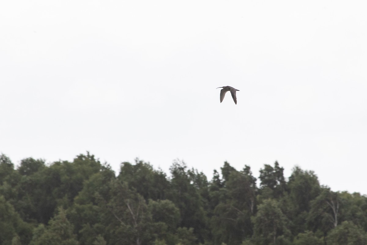 Eurasian Curlew - Ramit Singal