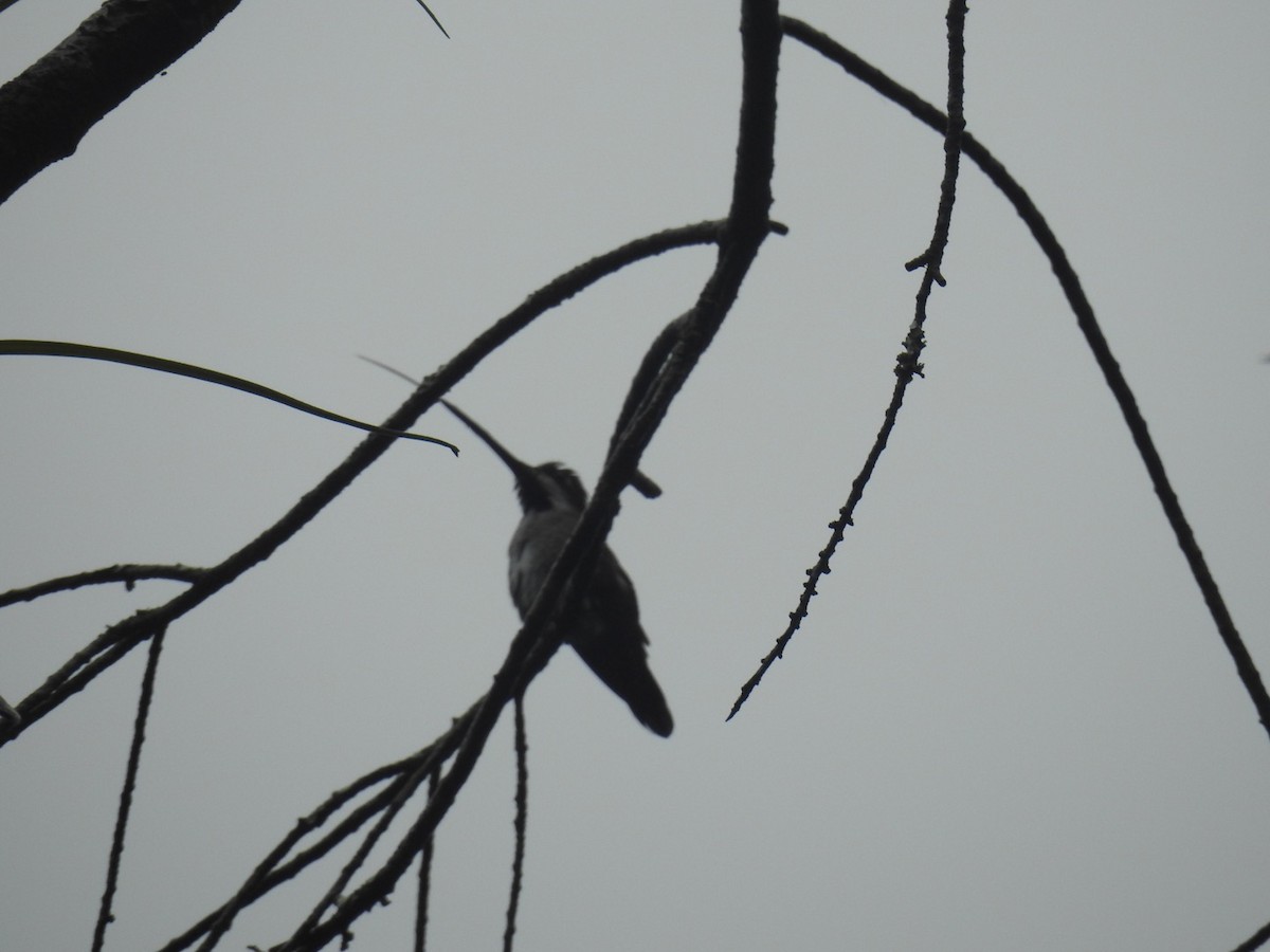 Long-billed Starthroat - ML473505421