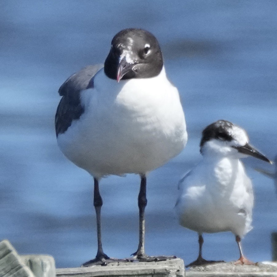 Gaviota Guanaguanare - ML473505551