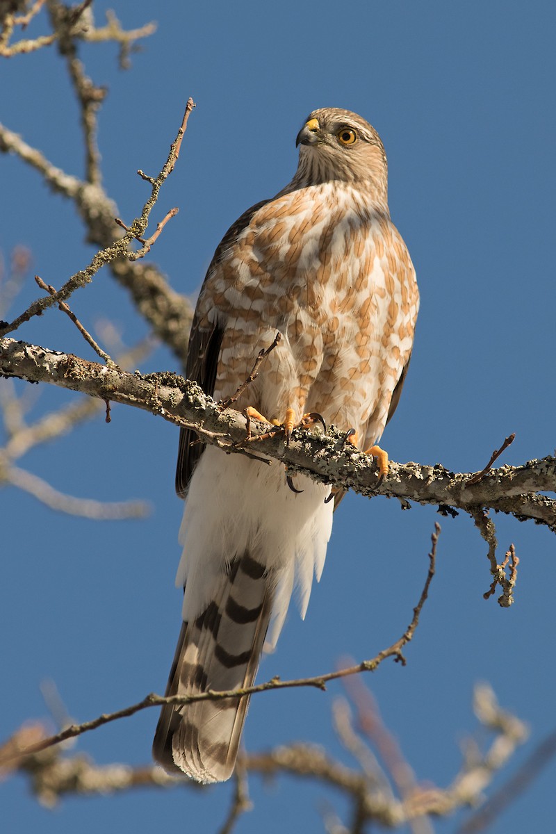 Sharp-shinned Hawk - ML47350581