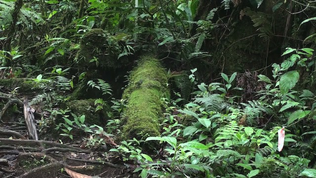 White-ruffed Manakin - ML473506