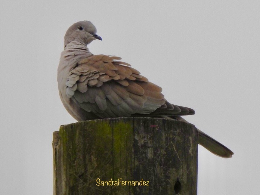 hrdlička zahradní - ML473506261