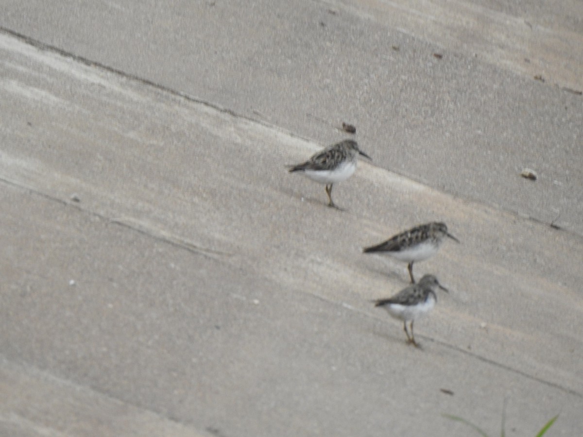 jespák drobný - ML473506351