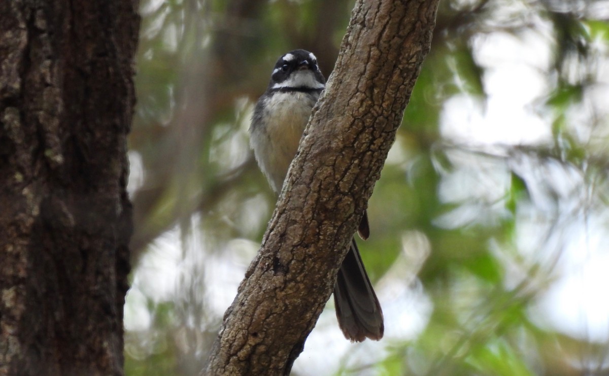 Gray Fantail - ML473506391