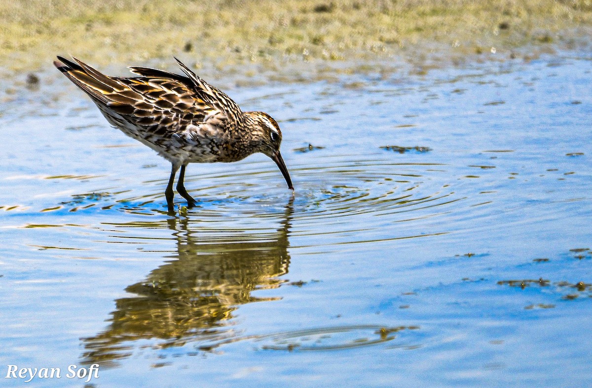 Sharp-tailed Sandpiper - ML473506561