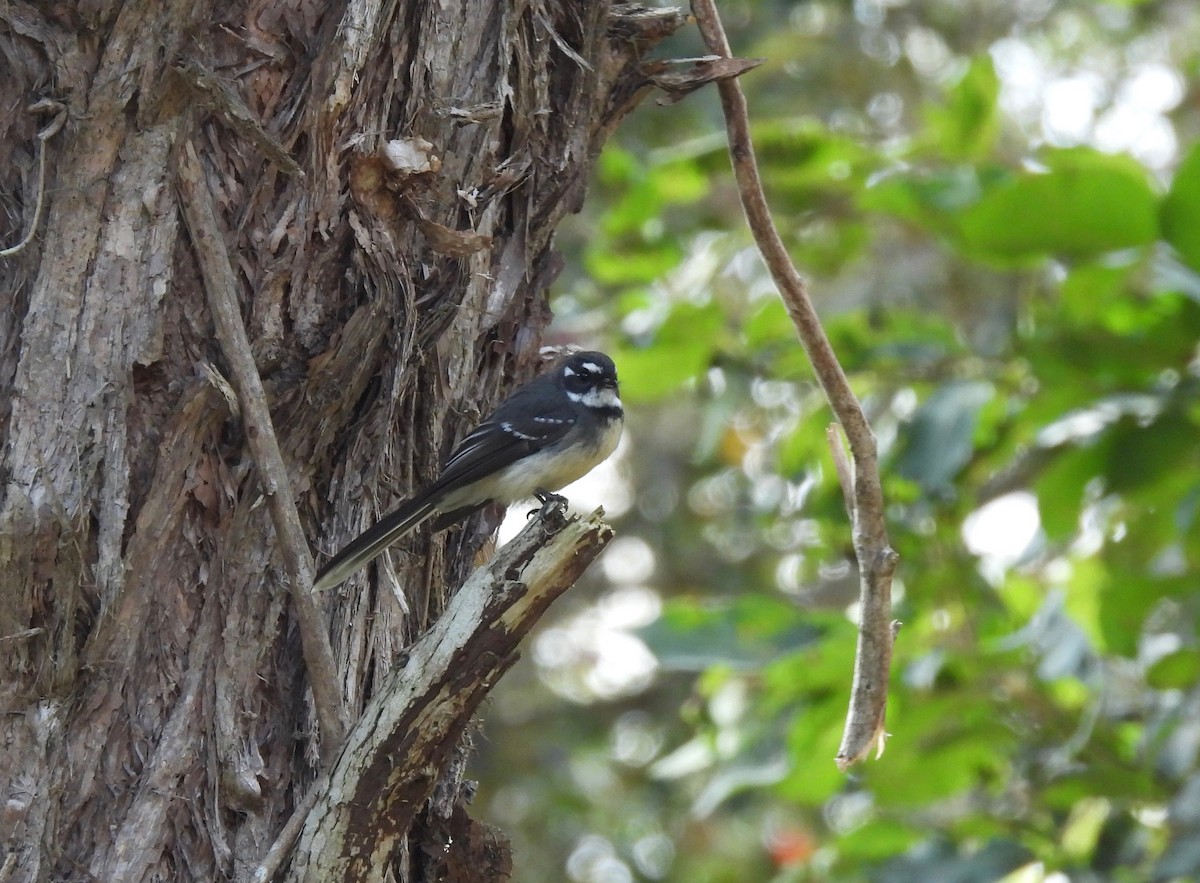 Gray Fantail - ML473506681
