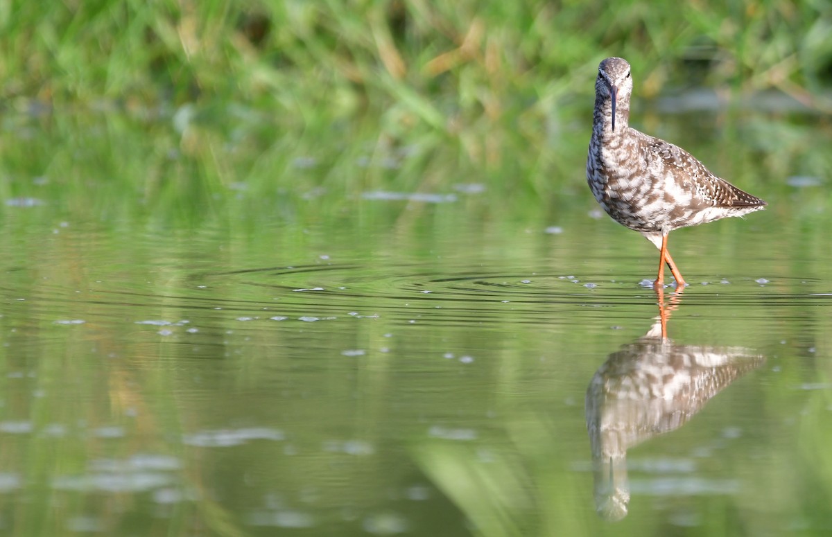 Spotted Redshank - Reyan sofi