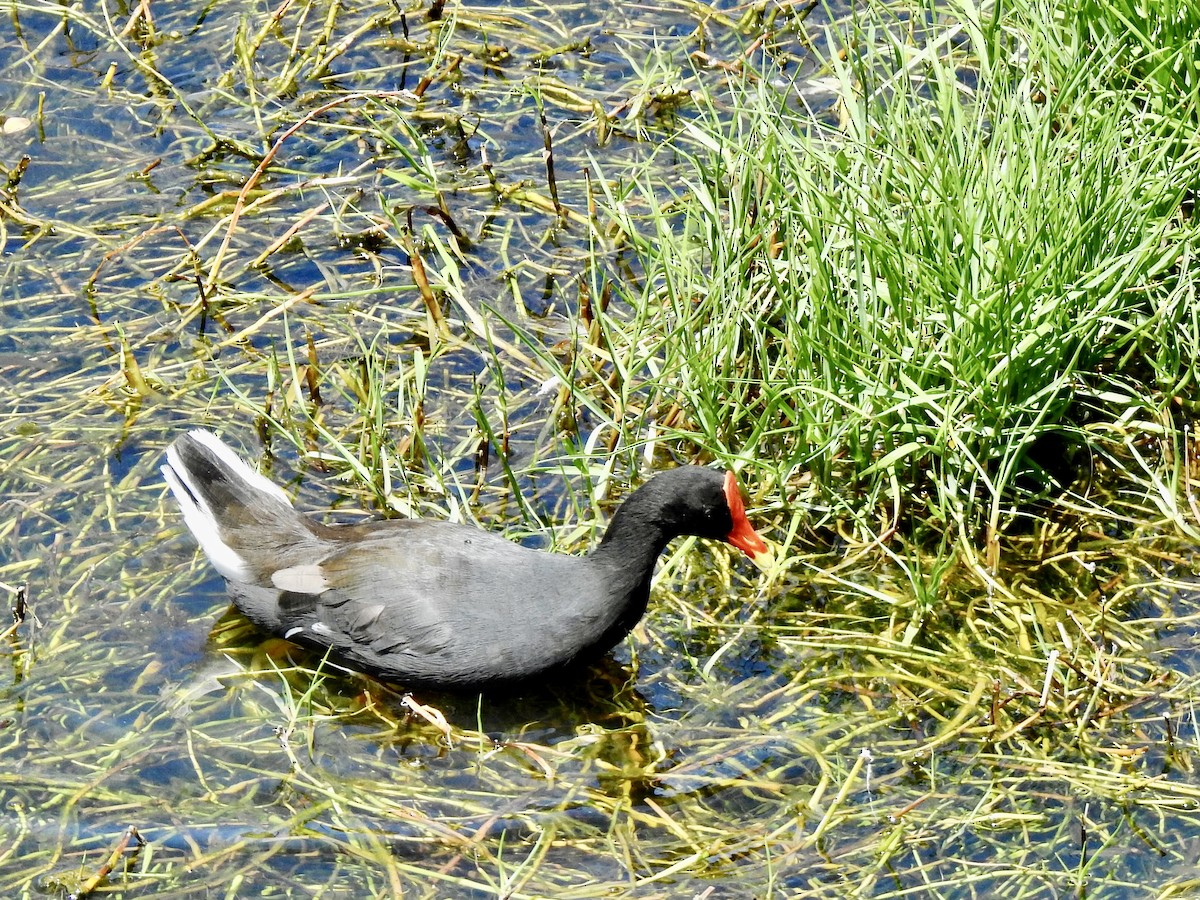 Gallinule d'Amérique (sandvicensis) - ML473507121