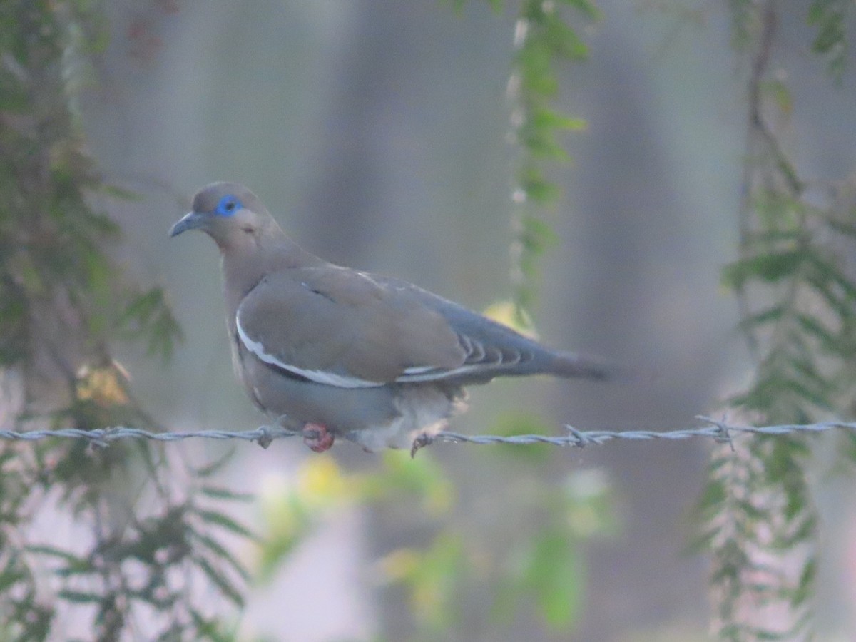West Peruvian Dove - ML473507391