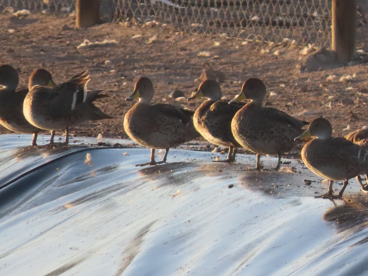Yellow-billed Pintail - ML473507441