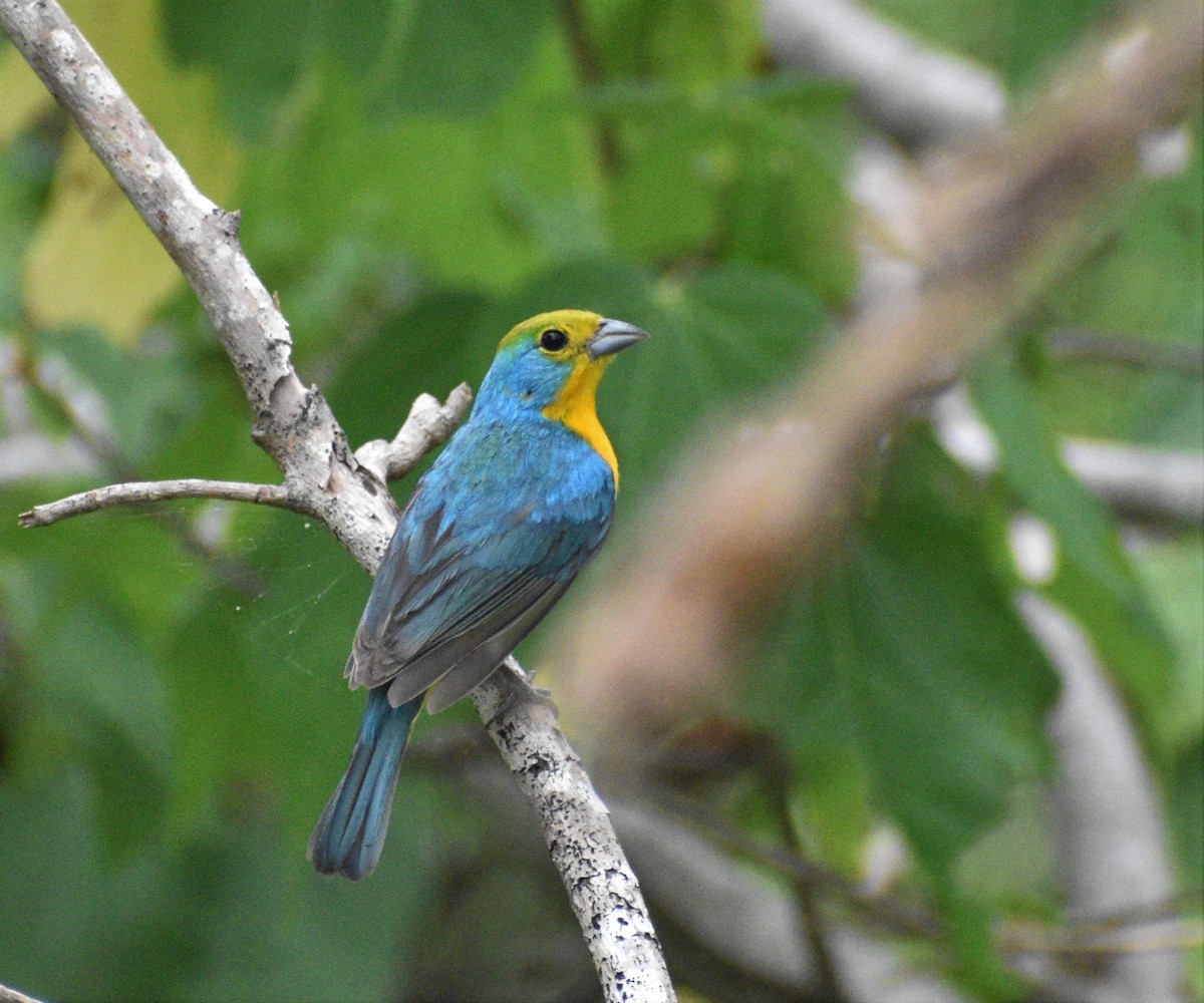 Orange-breasted Bunting - ML473508421