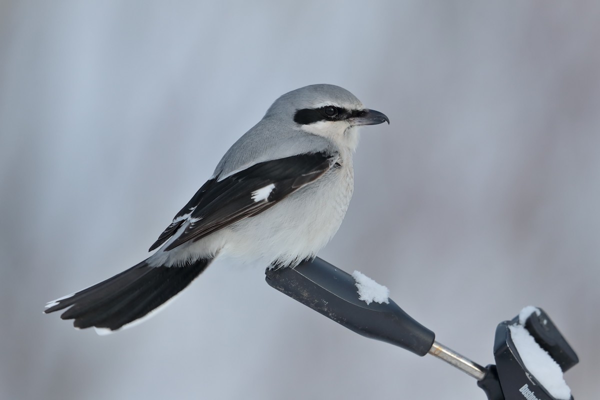 Northern Shrike - ML47351001