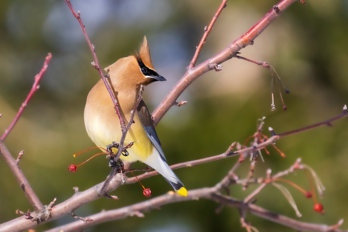 Cedar Waxwing - ML473510071