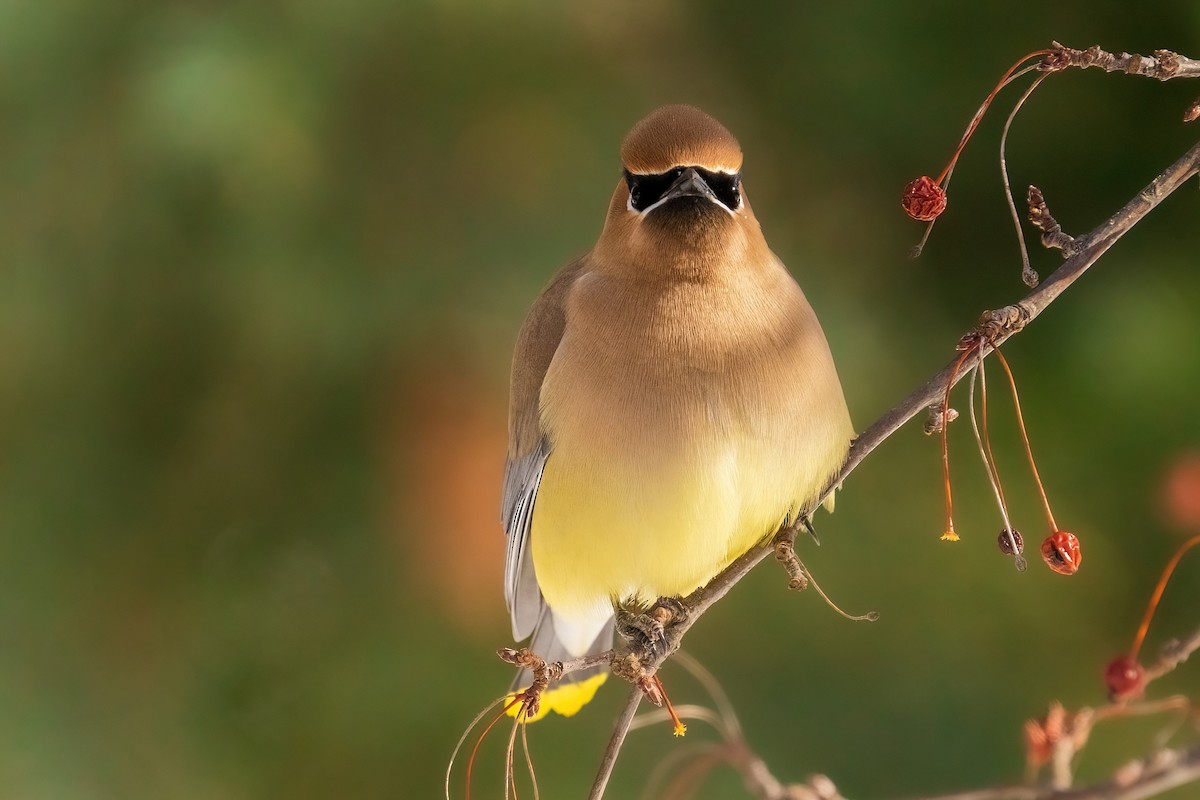 Cedar Waxwing - ML473510121