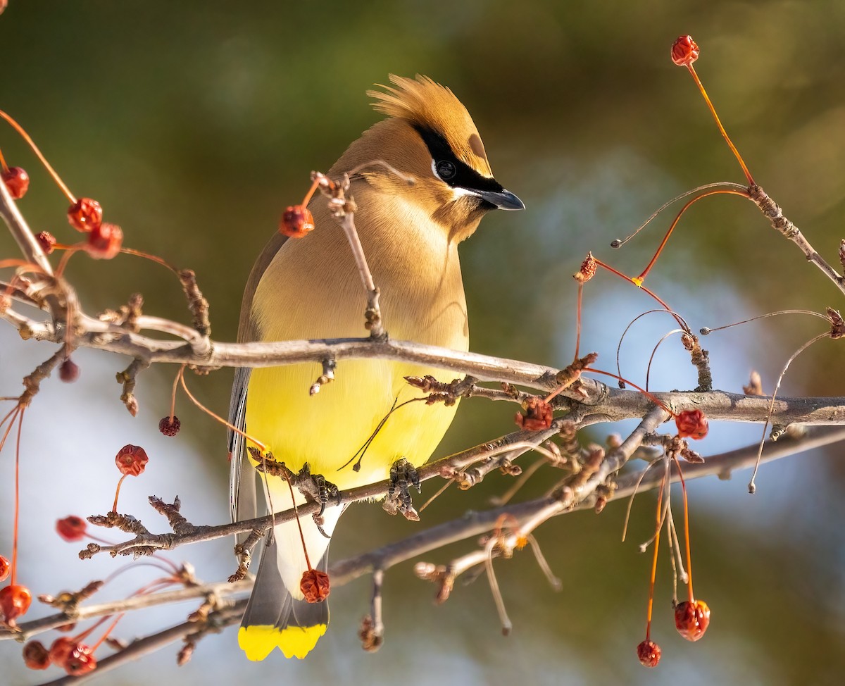 Cedar Waxwing - ML473510151