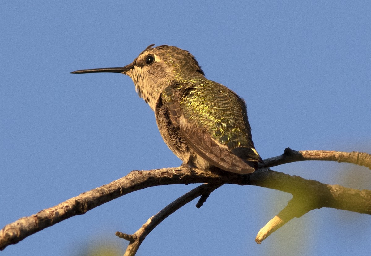 Anna's Hummingbird - ML473510461