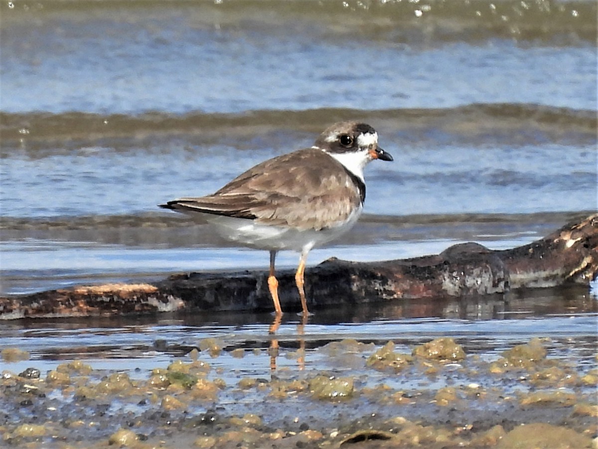 Semipalmated Plover - ML473510971
