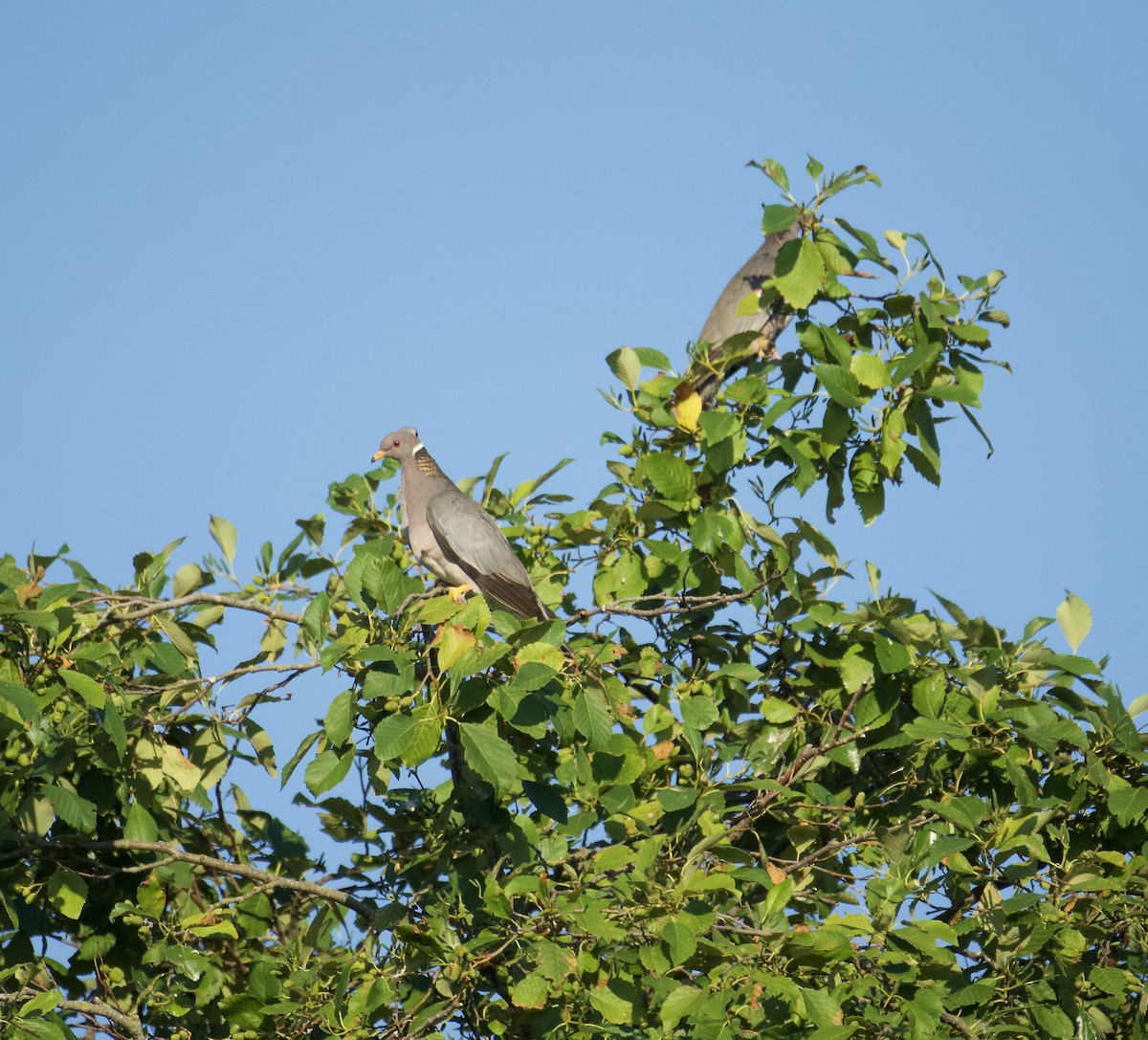 Band-tailed Pigeon - ML473512291