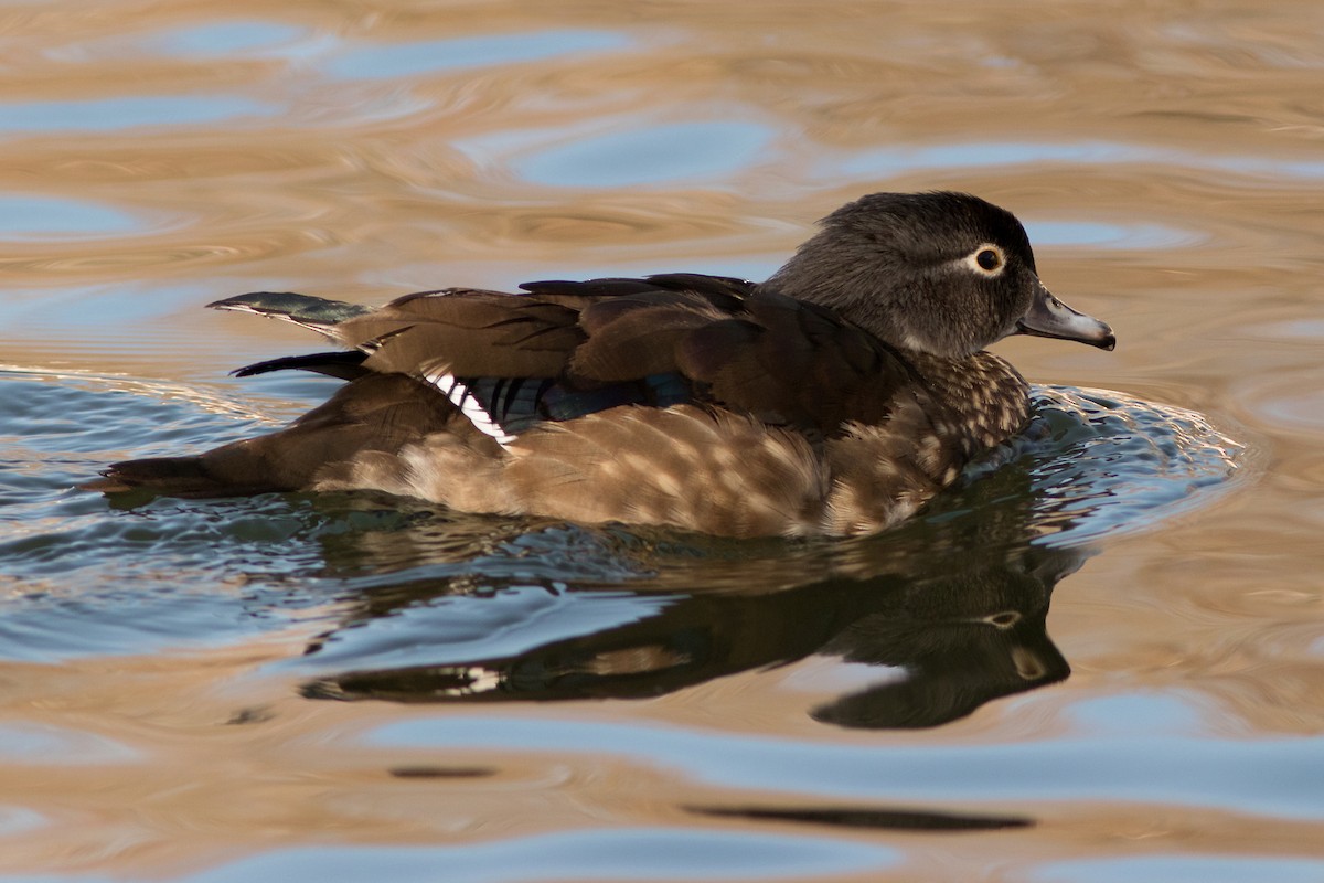 Wood Duck - ML47351231