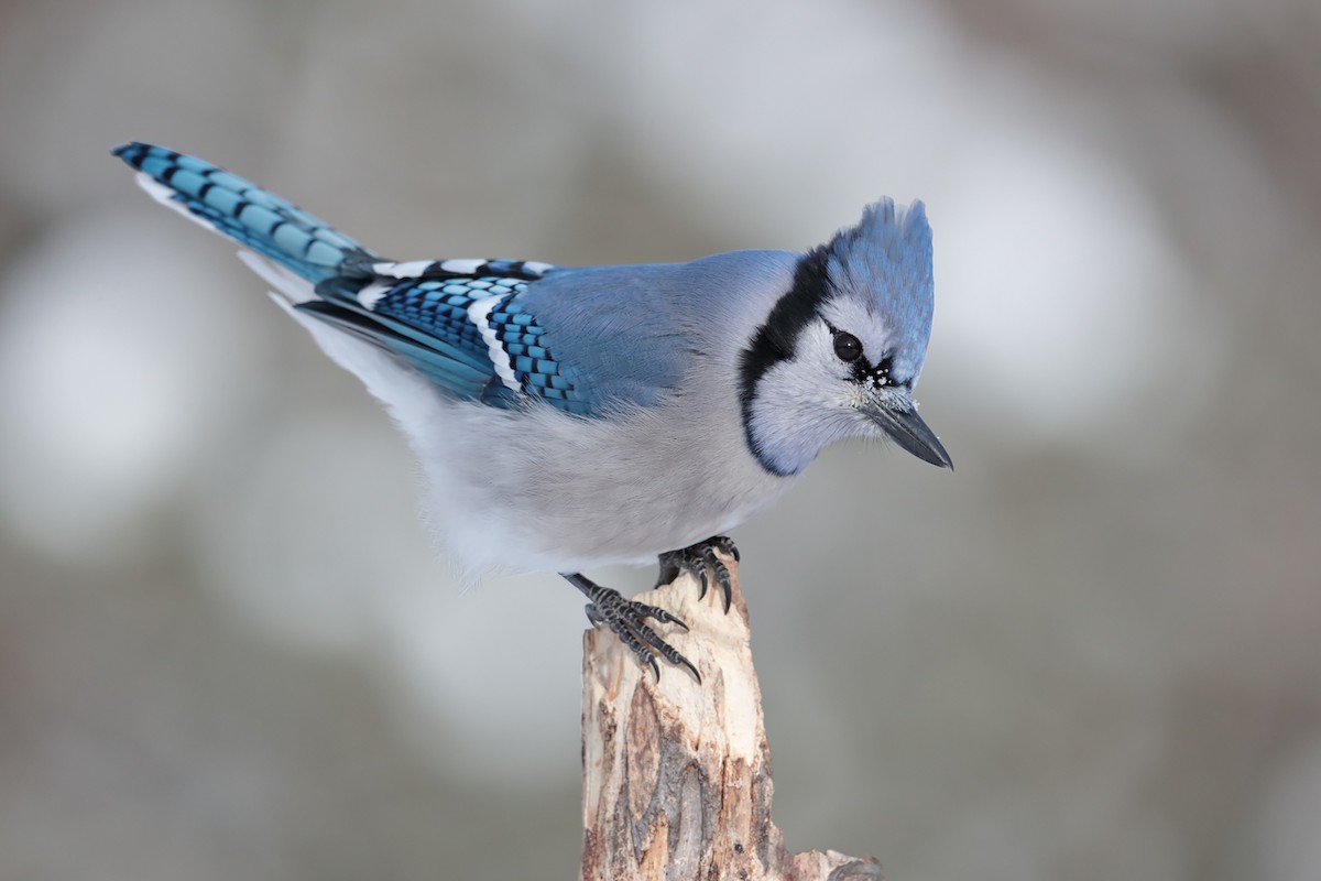 Blue Jay - bellemare celine