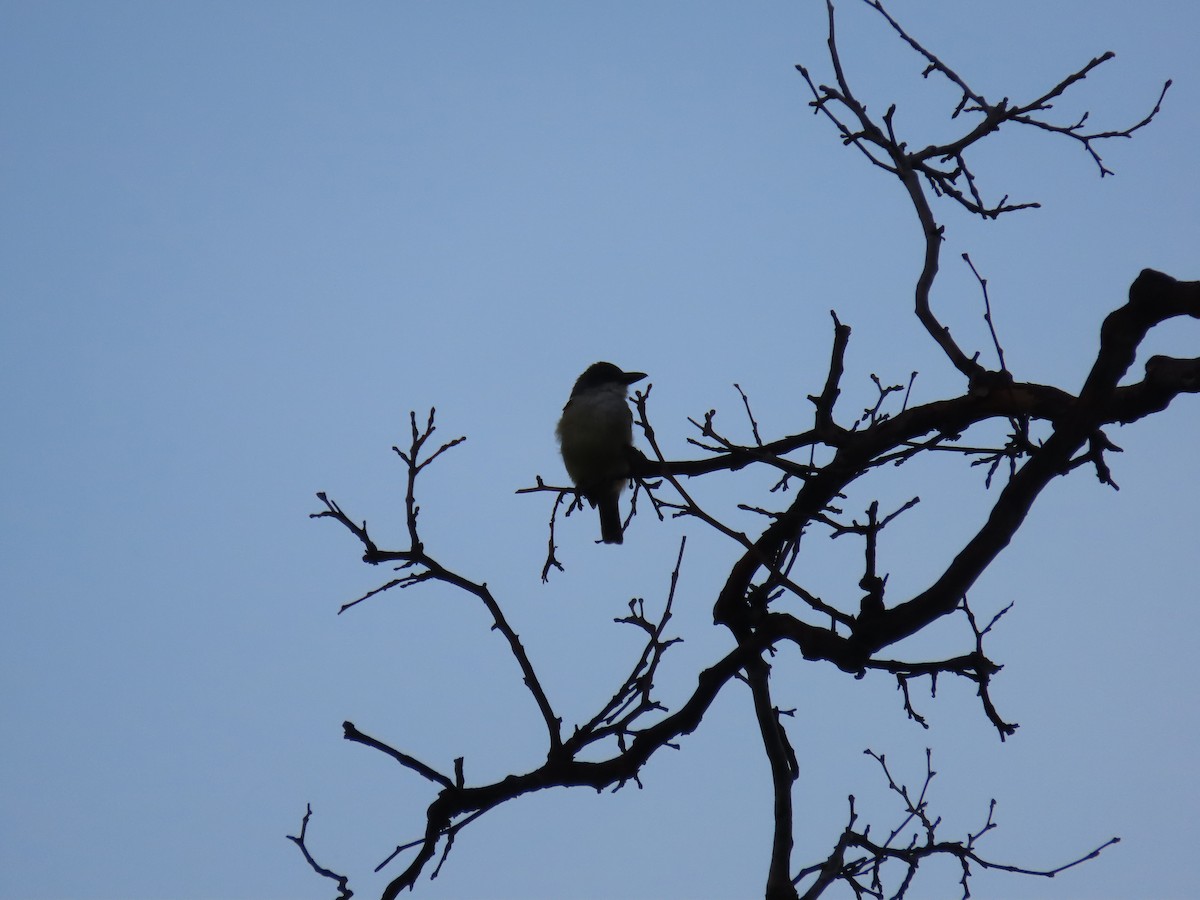 Thick-billed Kingbird - Jessie Williamson