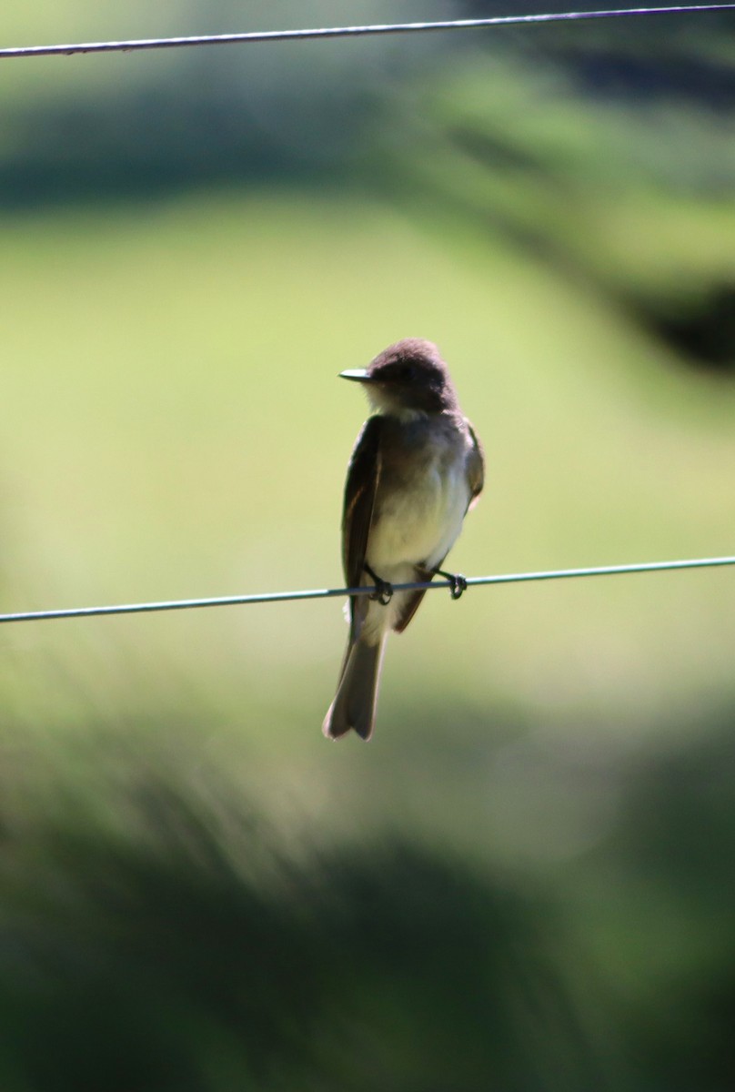 Eastern Phoebe - Pete Shen