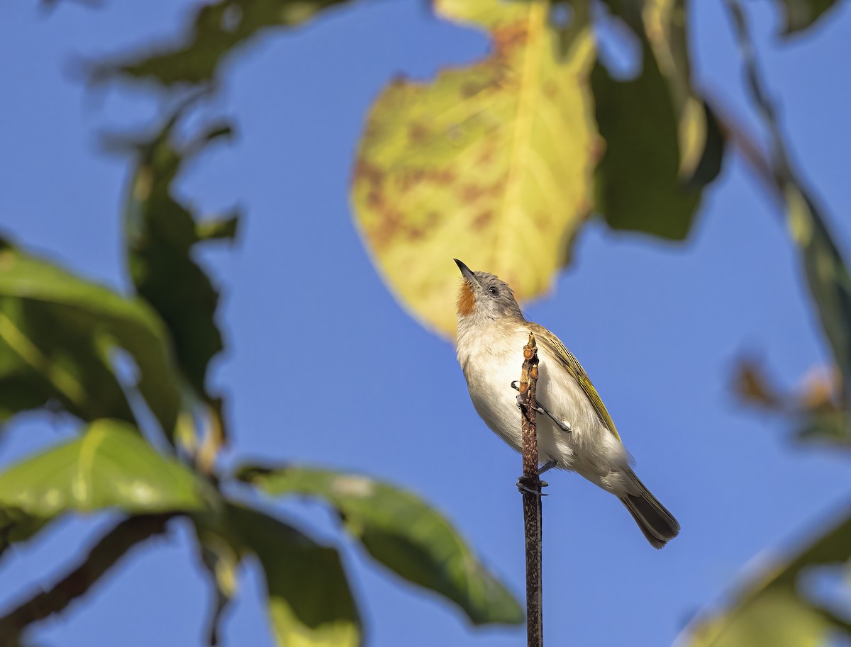 Rufous-throated Honeyeater - ML473513191