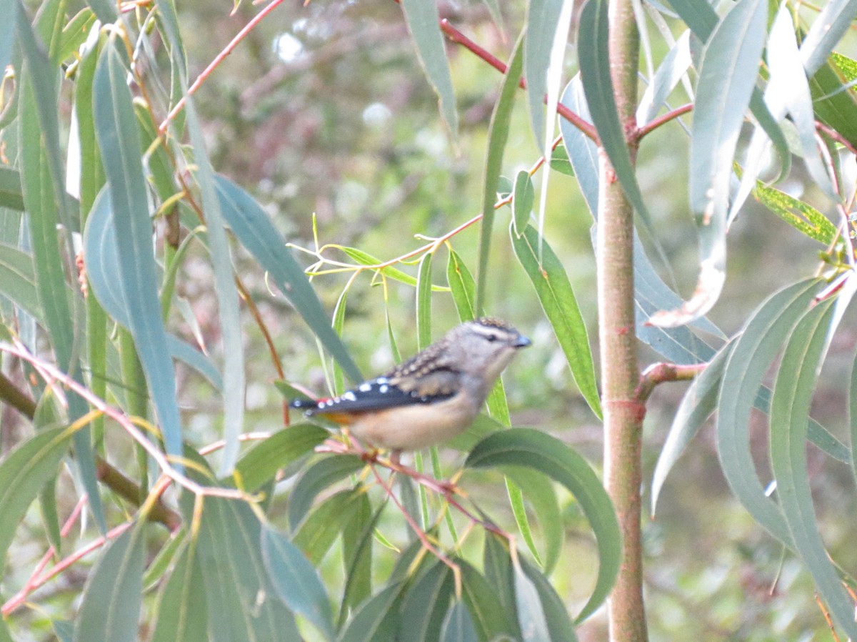 Spotted Pardalote - ML473513221