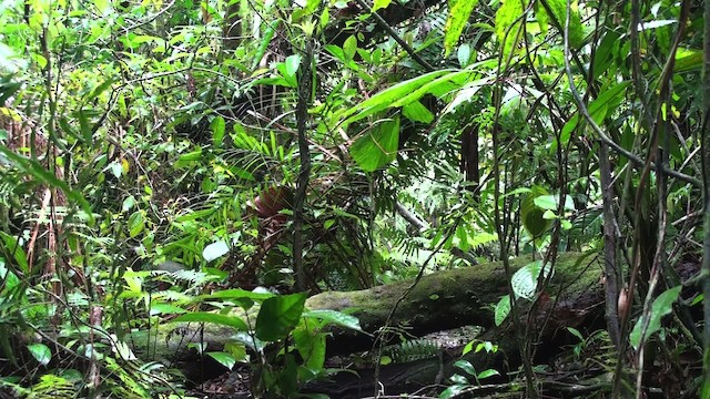 White-ruffed Manakin - ML473515