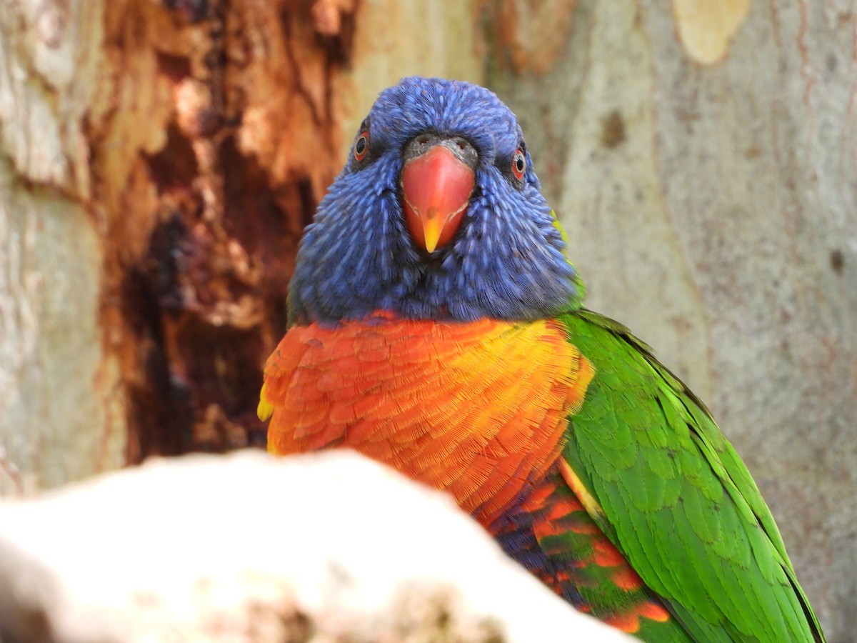 Rainbow Lorikeet - ML473515331