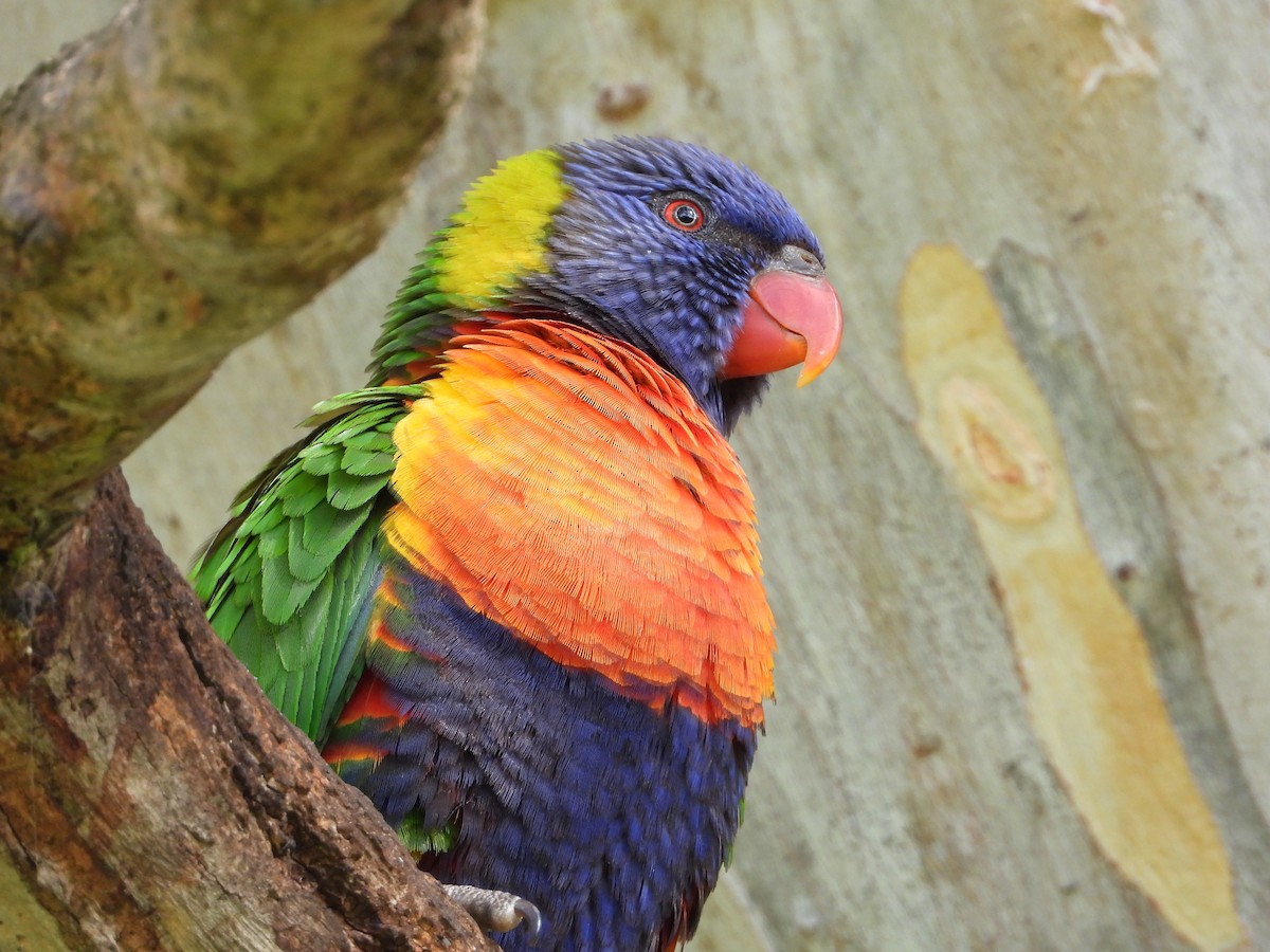 Rainbow Lorikeet - ML473515471