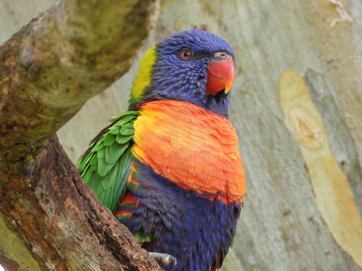 Rainbow Lorikeet - ML473515631