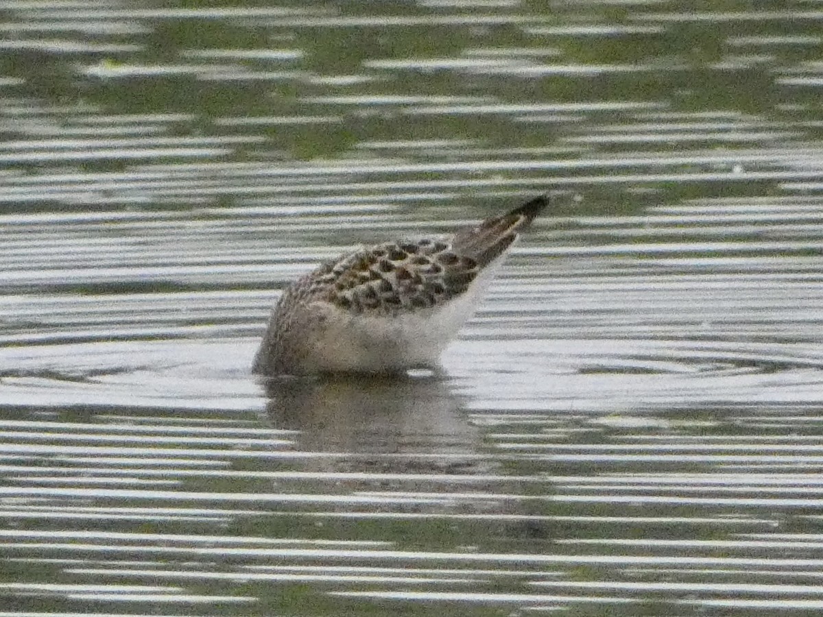 Stilt Sandpiper - ML473515891