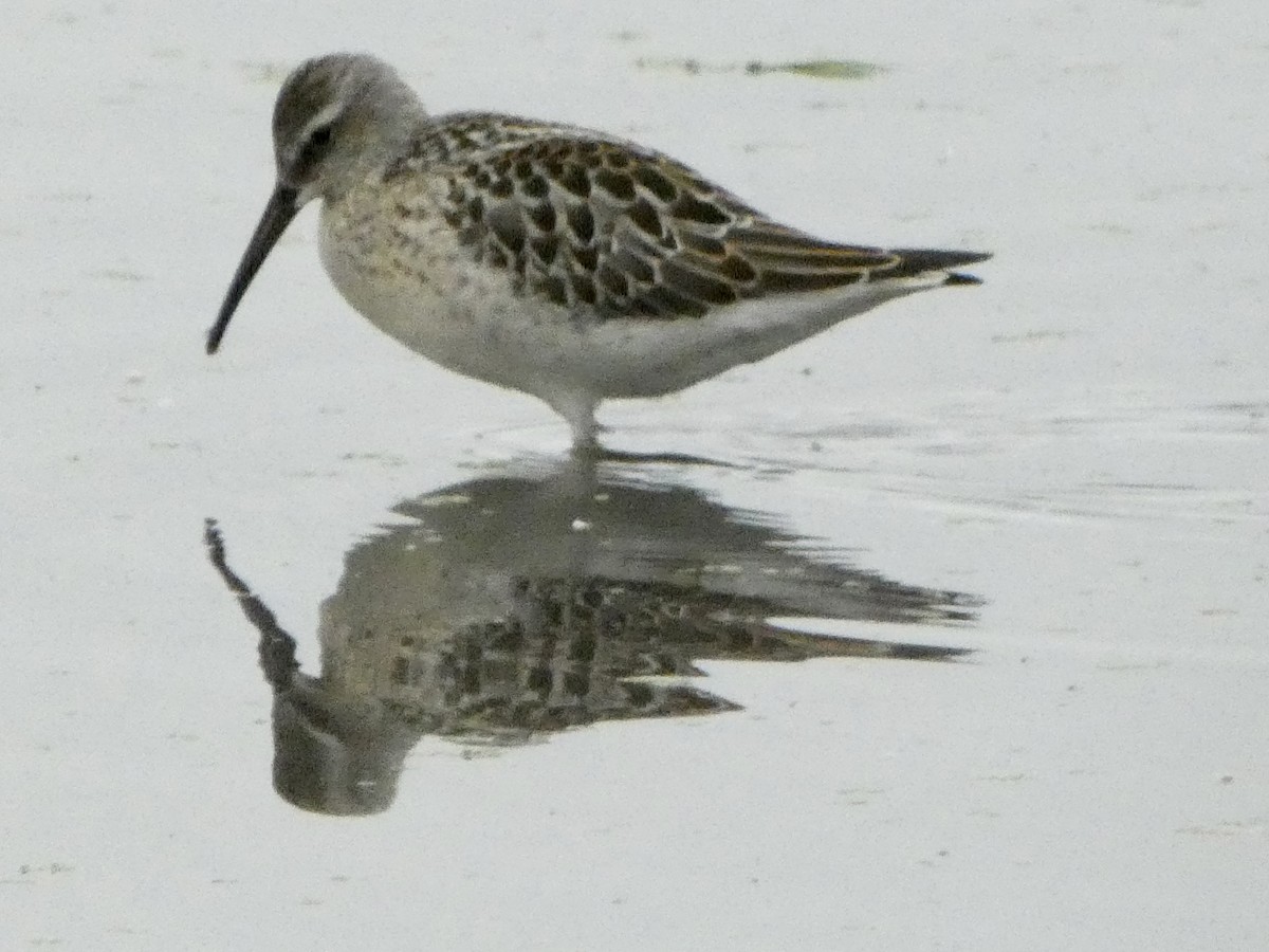 Stilt Sandpiper - ML473515901