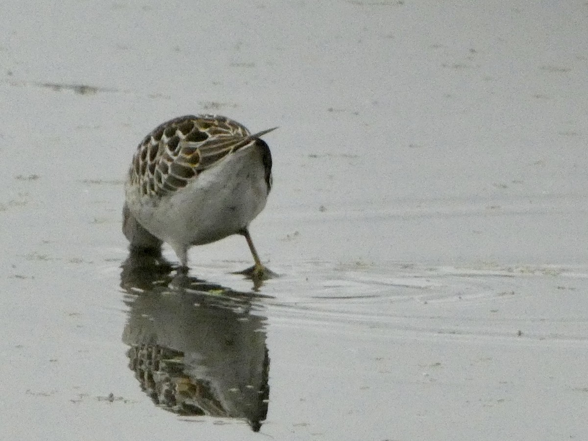 Stilt Sandpiper - ML473515911