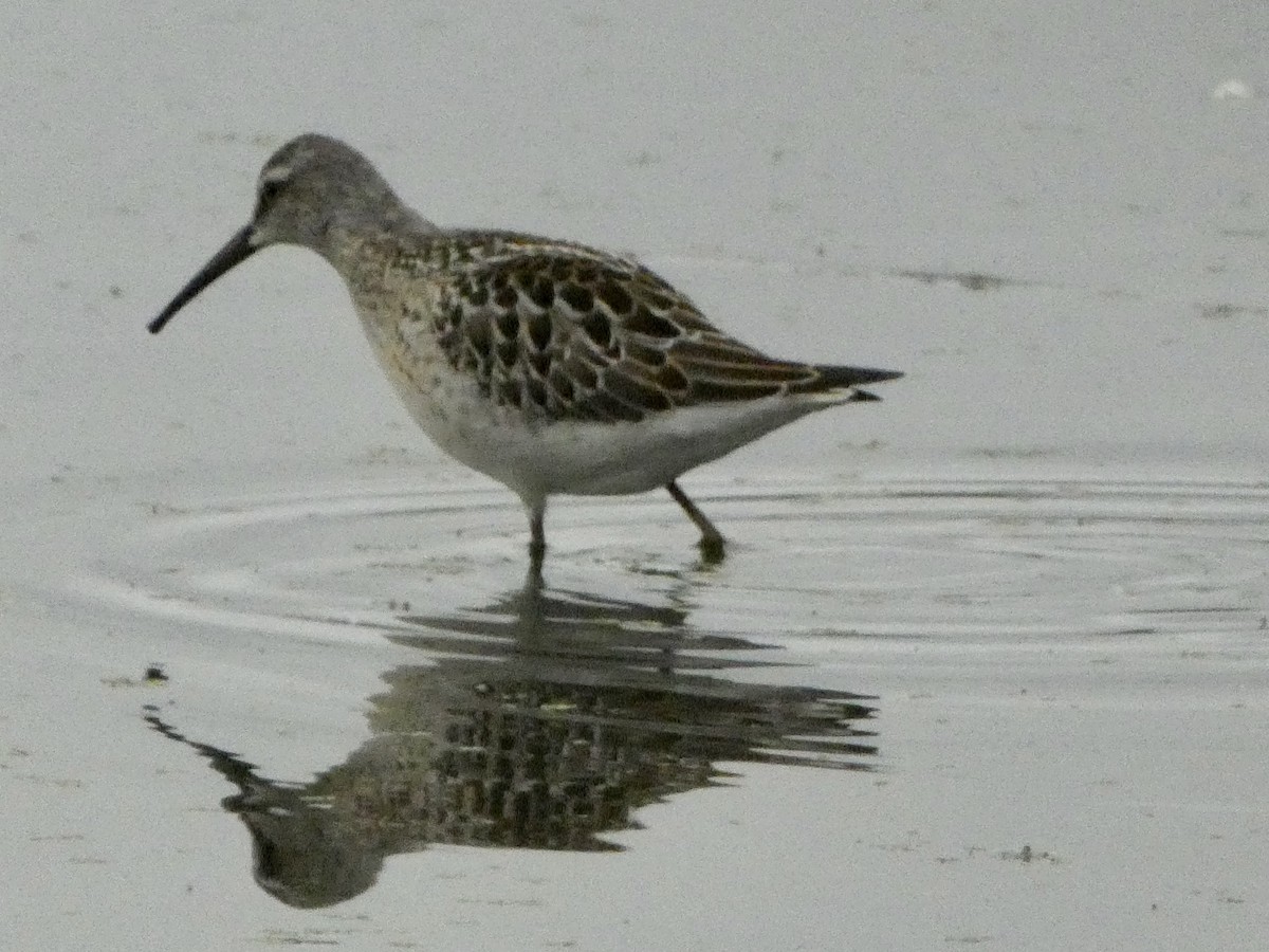 Stilt Sandpiper - ML473515931