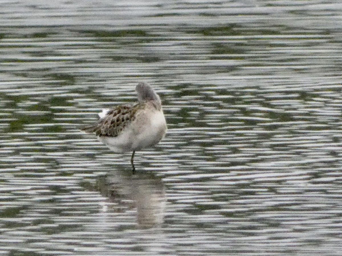 Stilt Sandpiper - ML473515971