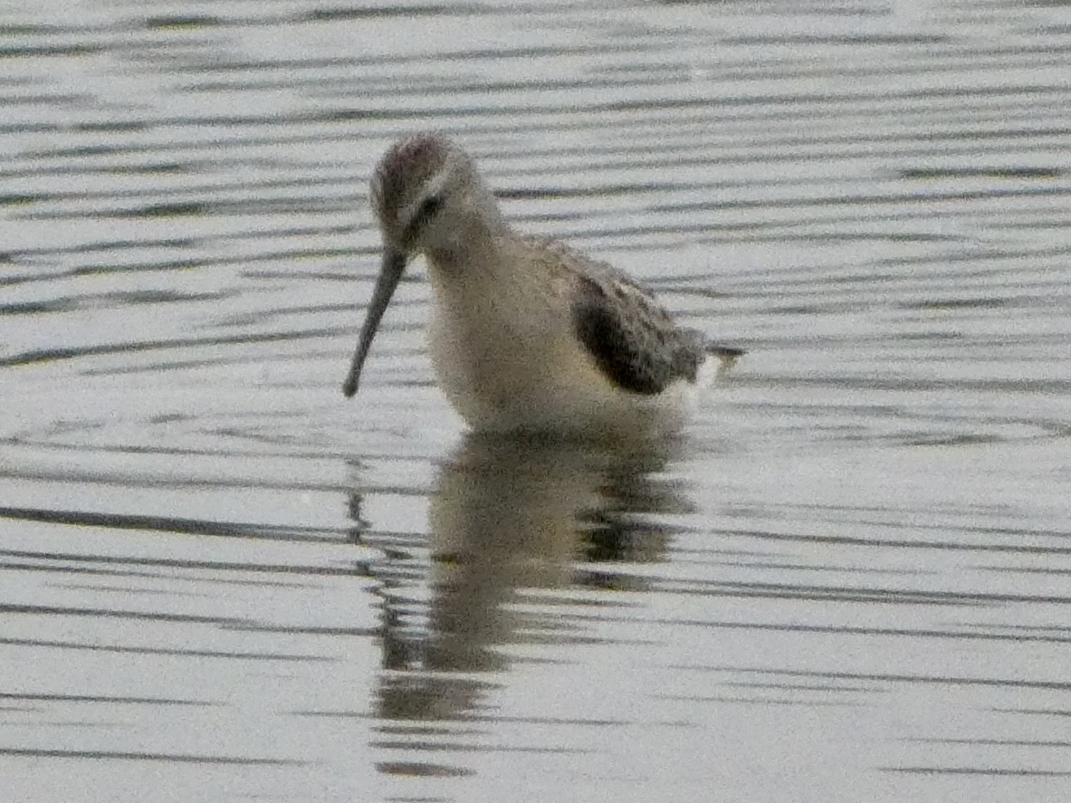 Stilt Sandpiper - ML473515981