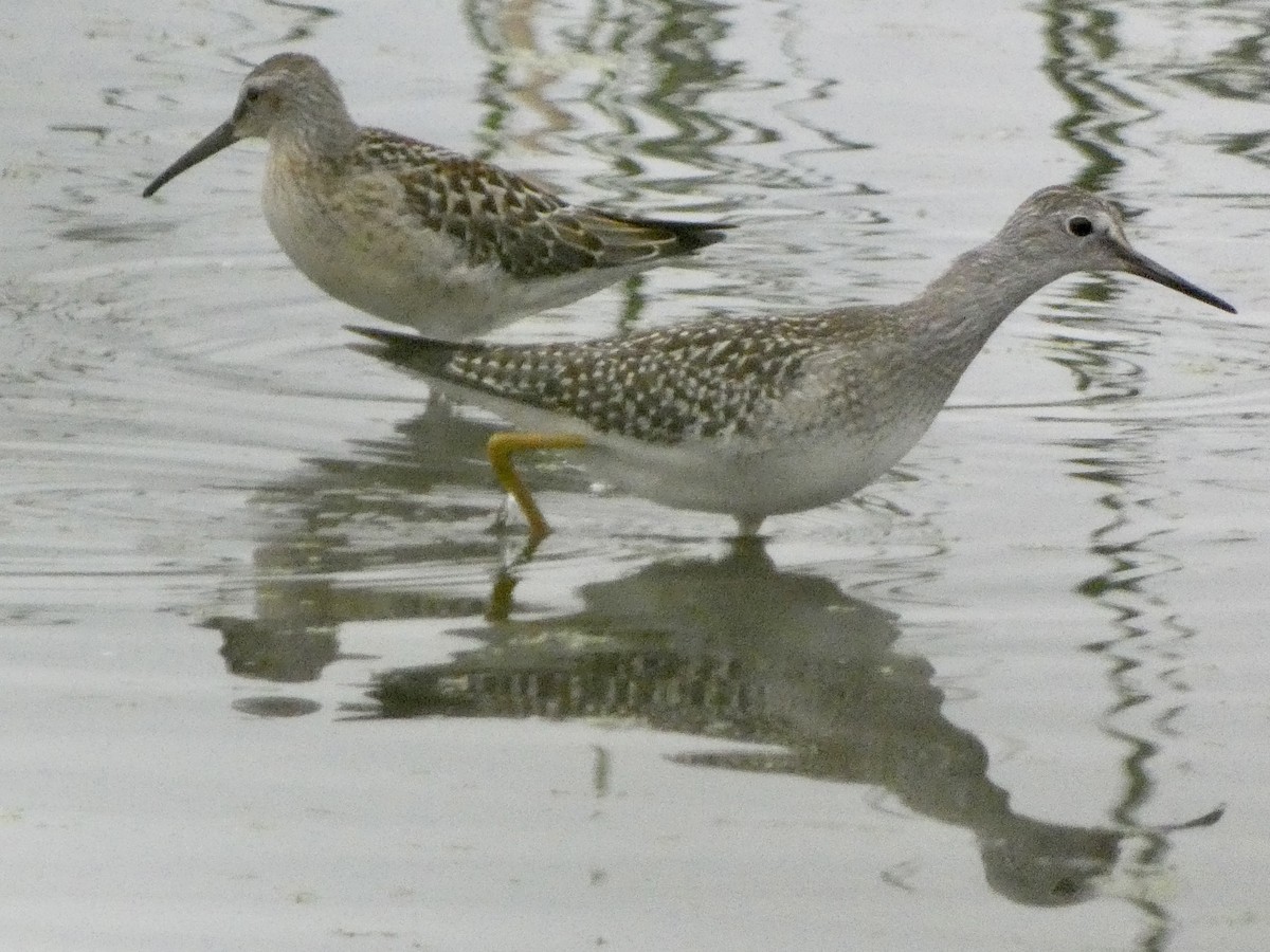 Stilt Sandpiper - ML473516001